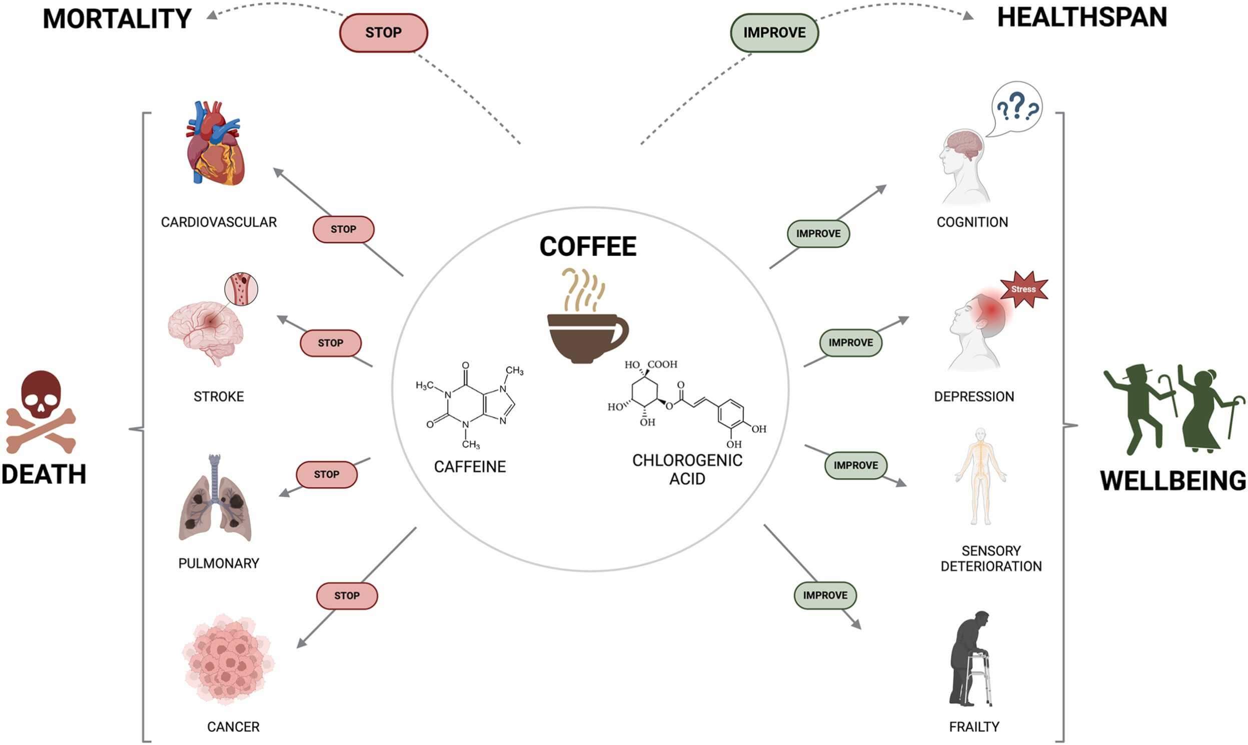 Coffee’s Bioactive Compounds Combat Aging and Extend Lifespan