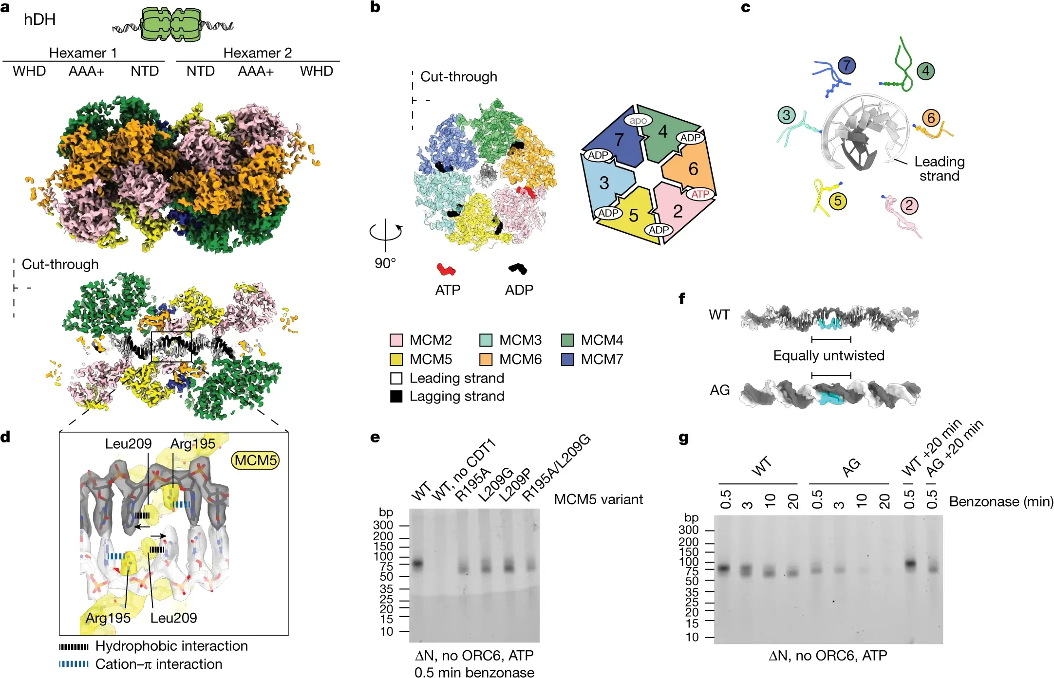 Innovative Imaging Techniques Uncover the Detailed Structures of Human Proteins