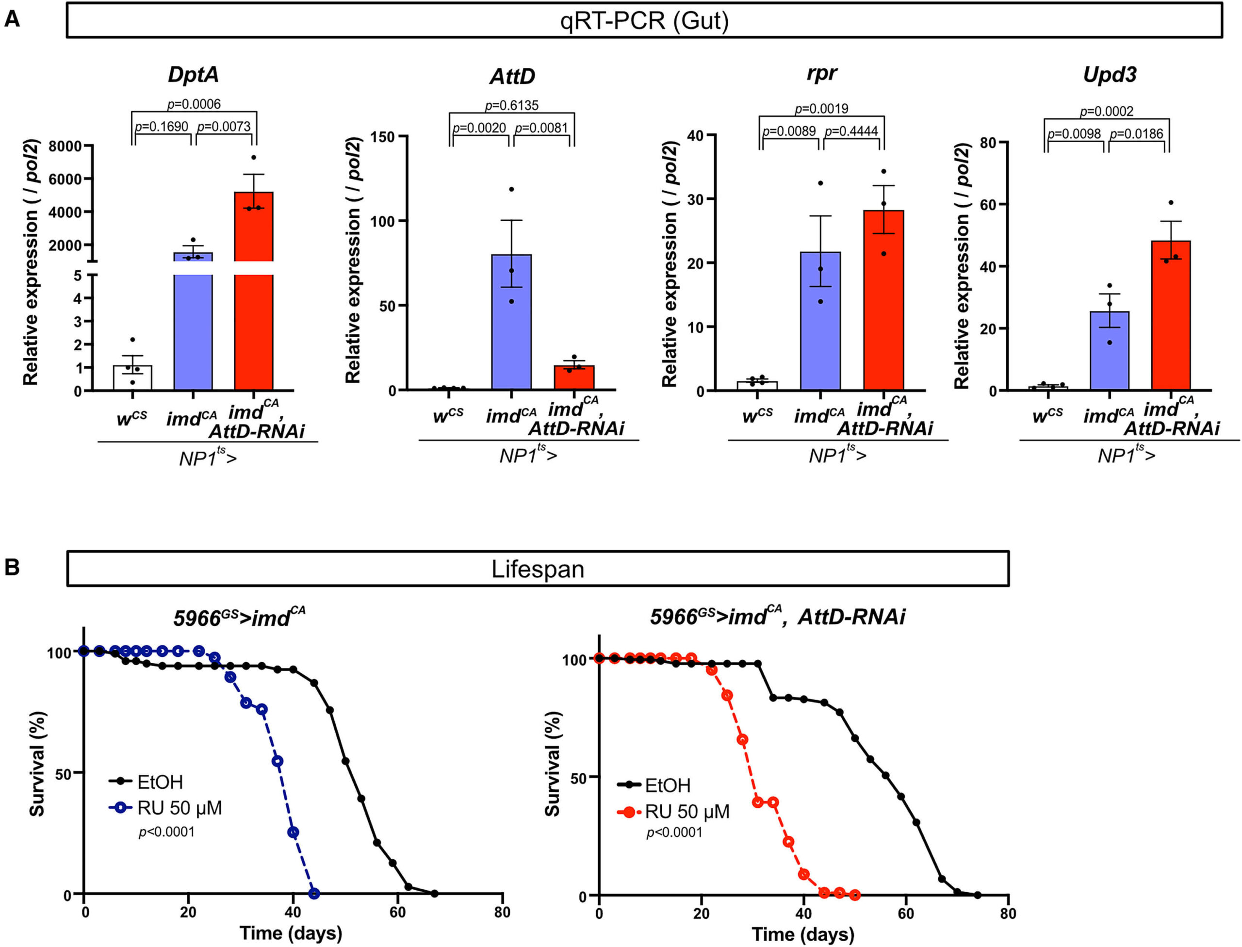 Fruit Fly Kidney Health Linked to Non-Secretory Protein