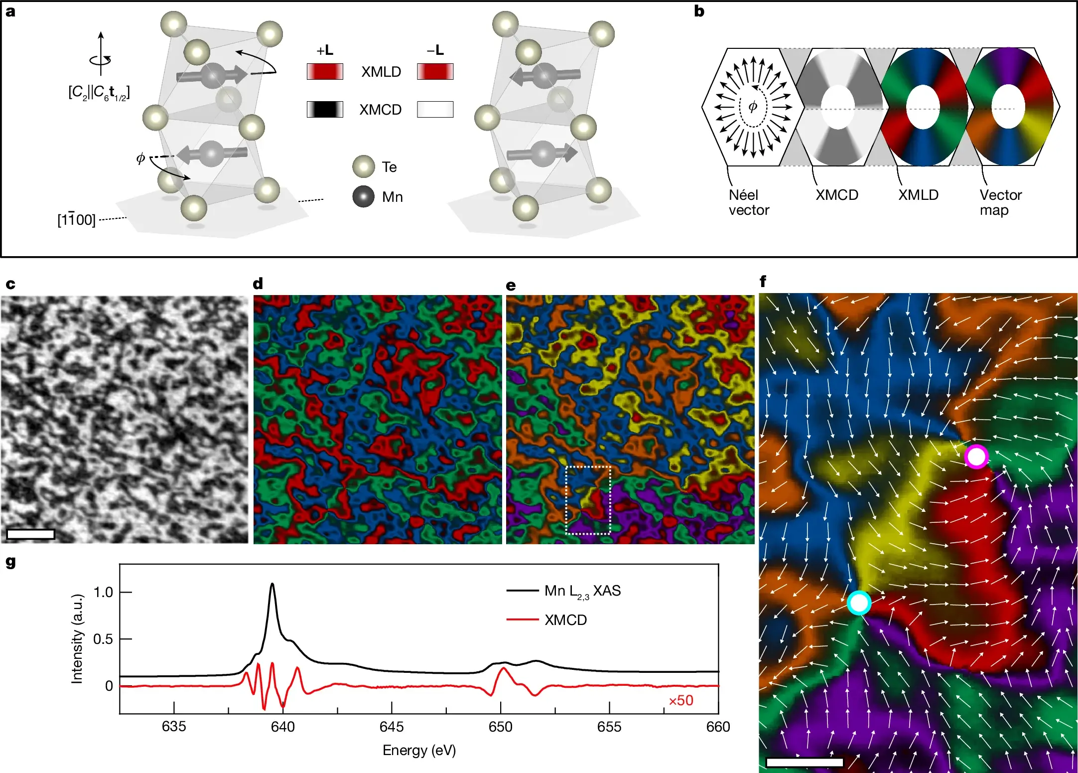 Mapping of the altermagnetic order vector in MnTe