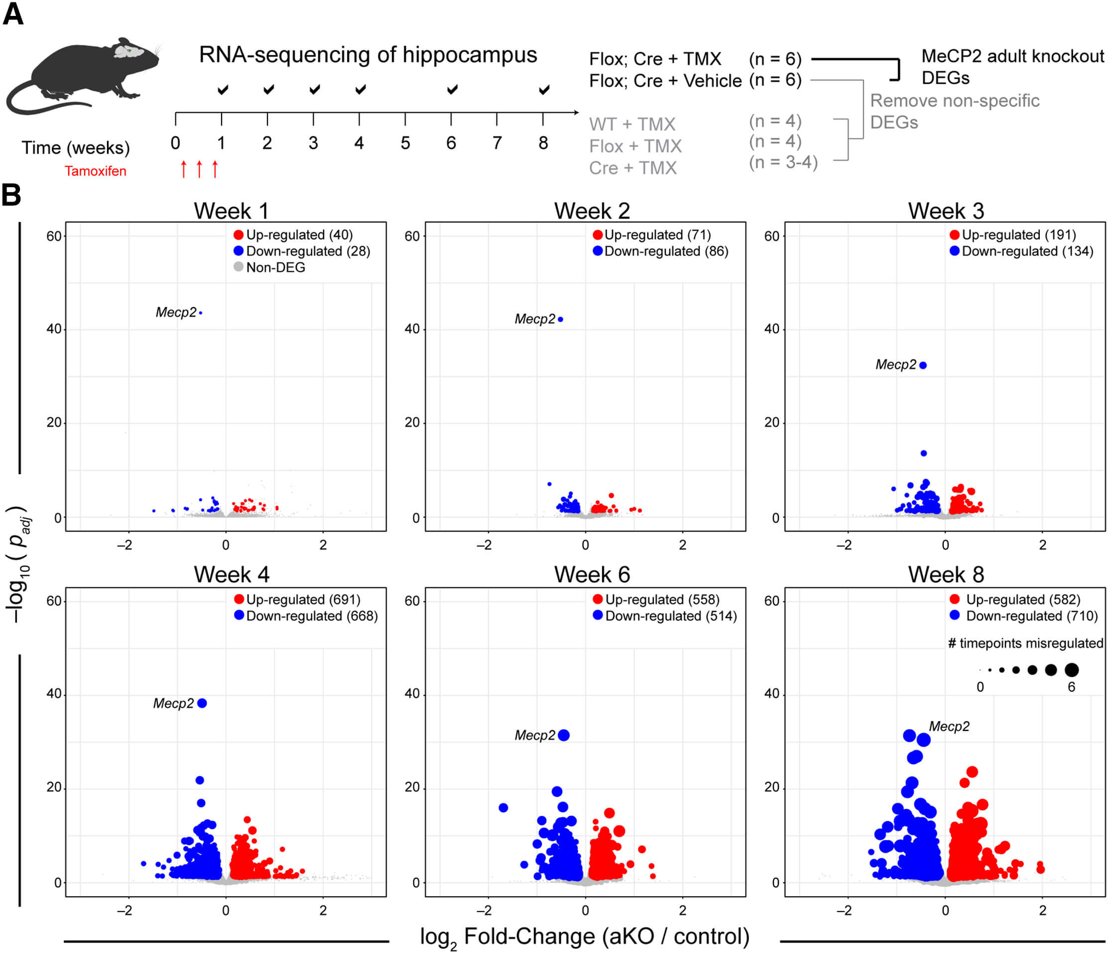 New Study Finds Genetic Clues to Detect Brain Disorders Early