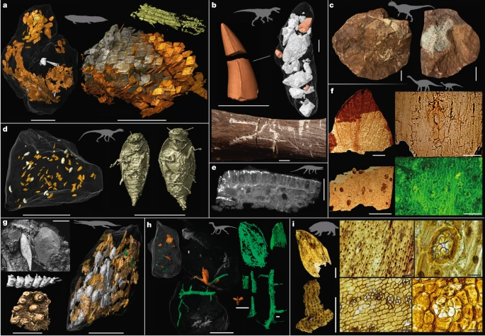 Synchrotron Scans Reveal Dinosaur Dietary Secrets from the Triassic