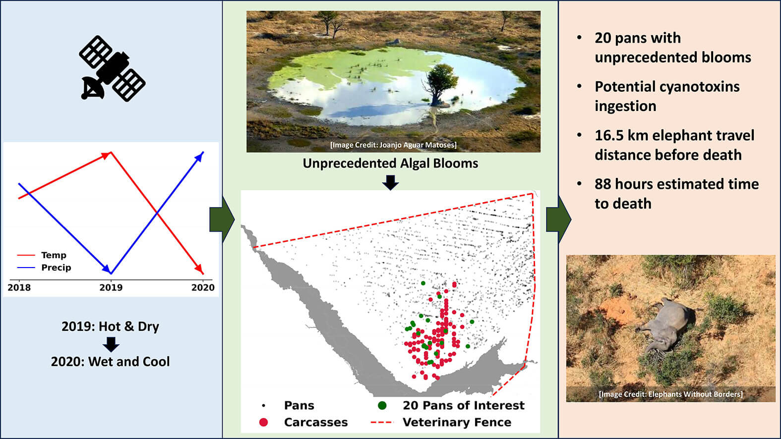 Unprecedented Elephant Die-Off in Botswana Tied to Water Quality Crisis